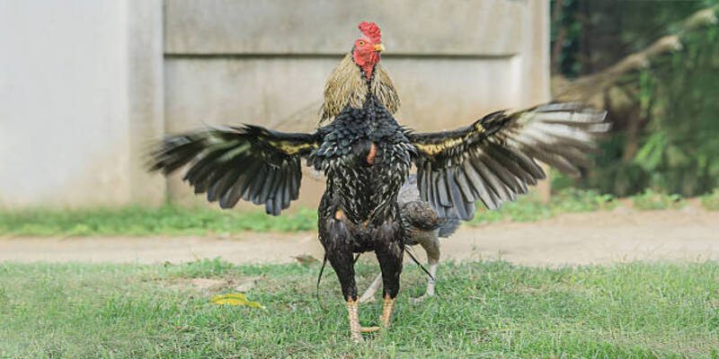 Nét độc đáo của dòng gà chiến 